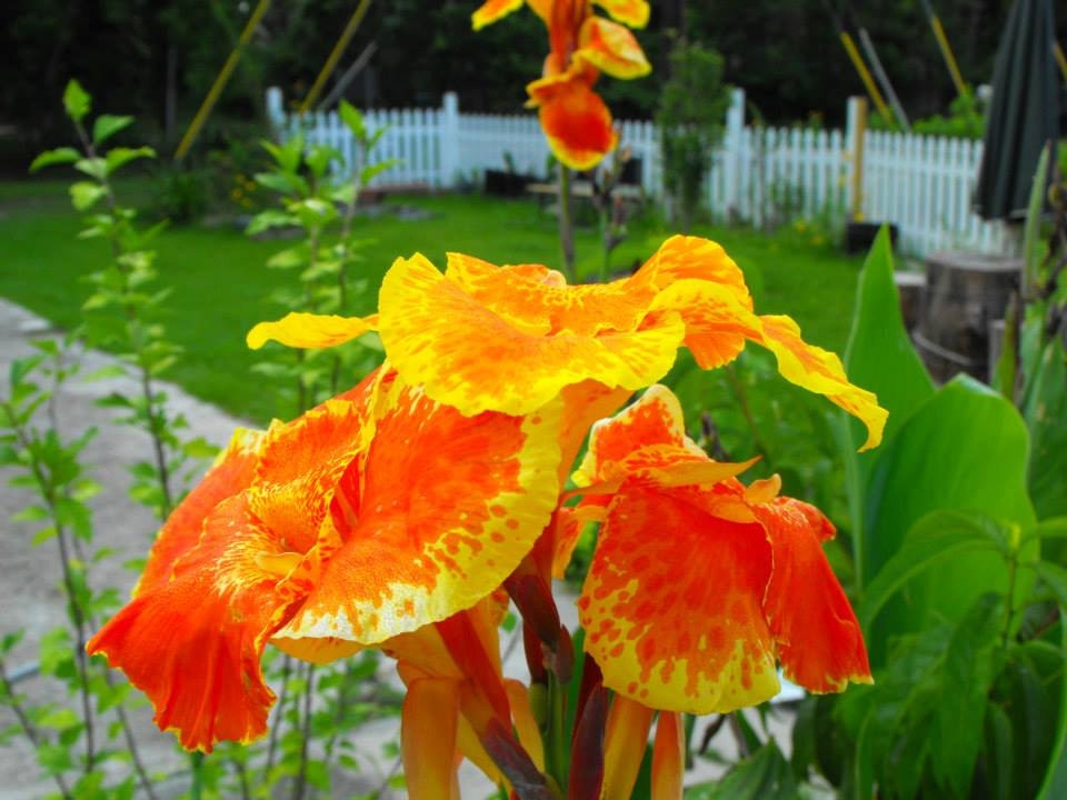 Sale Canna Lily lot of 5 bulbs/rhizomes