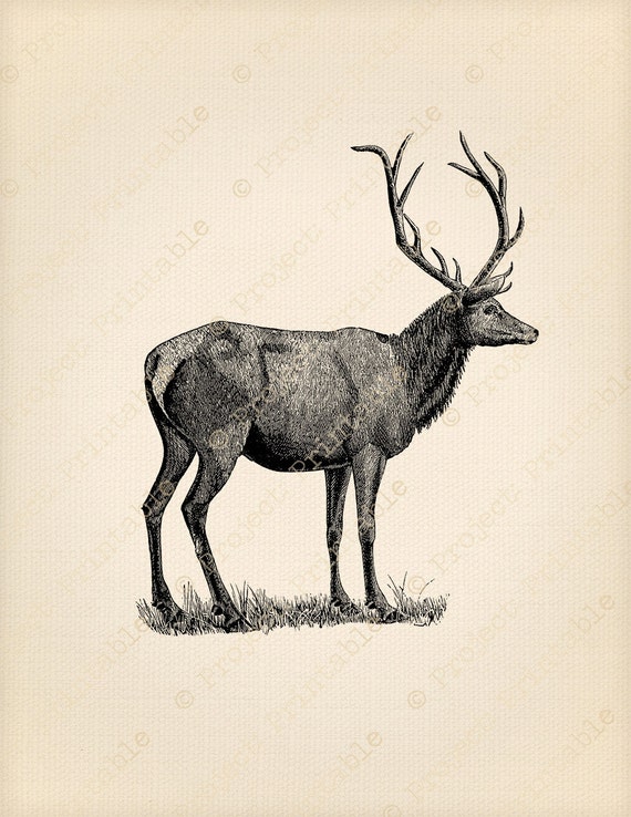 vintage deer clip art - photo #43