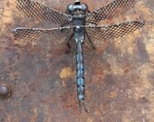 6" Emperor Dragonfly Scrap Metal Sculpture, Welded Unique Artwork, Reclaimed Materials, Recycled, Insect Art