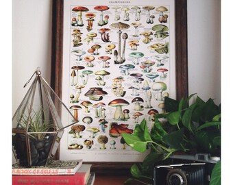 Mushroom Chart Poster - French Le Petit Larousse Champignons by Millot. Botanical Diagram. Fungi Educational Chart Diagram Millot. CP239