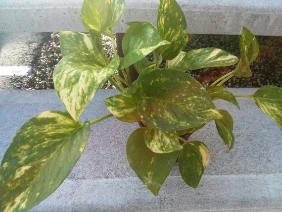 Philodendron in 4'' pot Variegated by Houseplants4u on Etsy