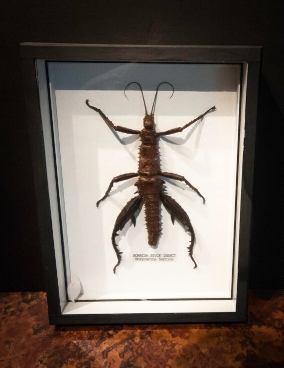 Preserved Spiny Devil Walking Stick Insect in a Shadowbox