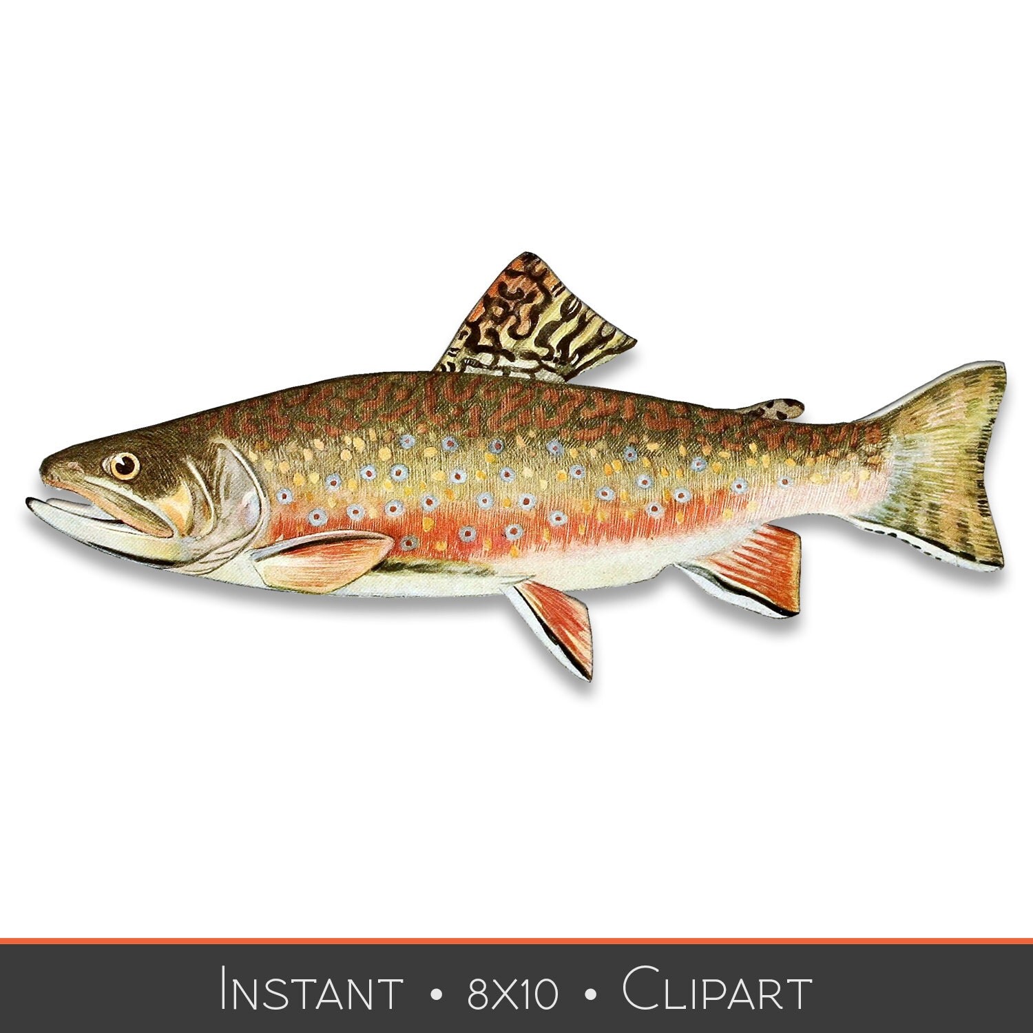 Fish Clip art Bundle Discount Male Brook Trout Instant