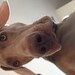 Moose
