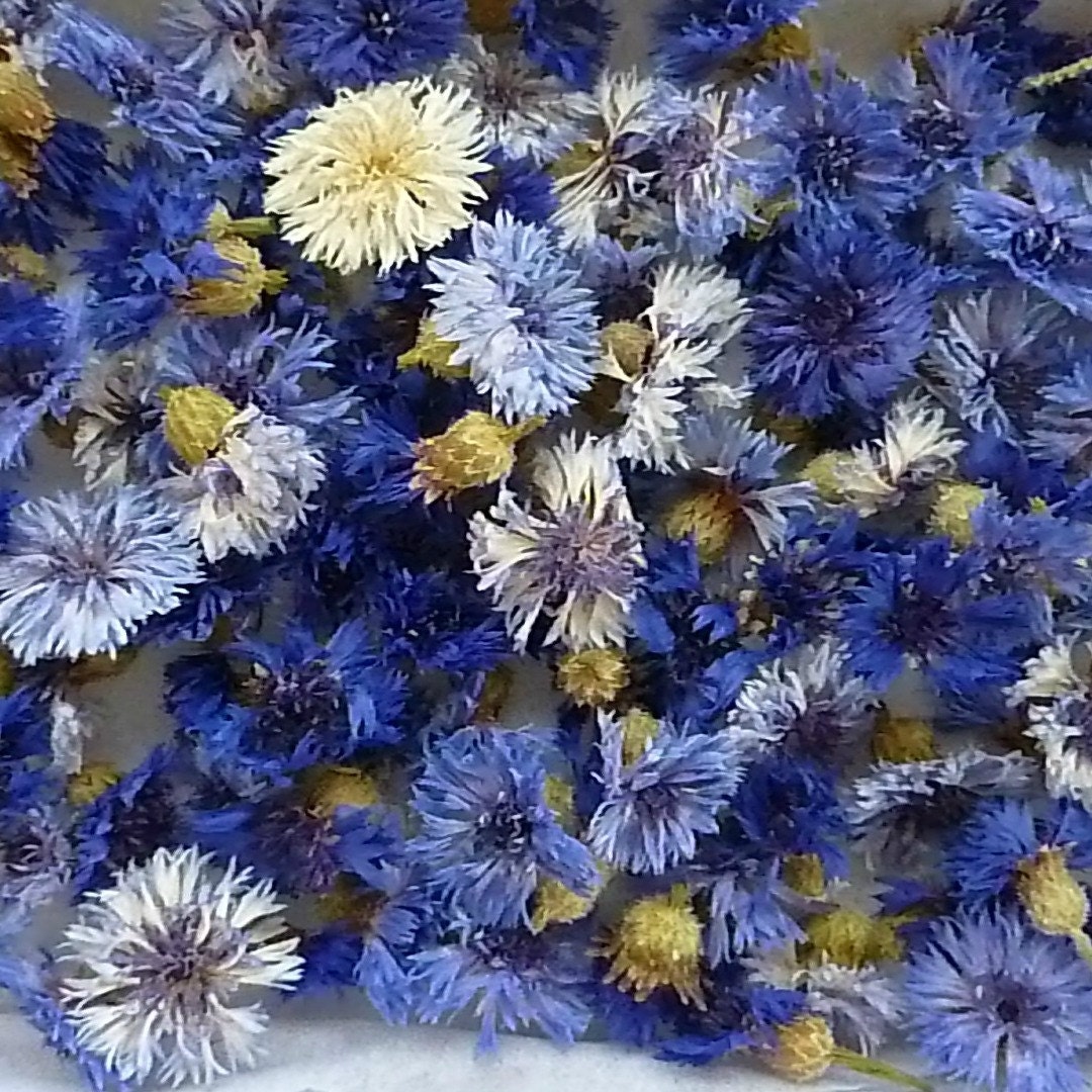 Dried Cornflowers Dried Flowers Flower Petals by LarkspurHill