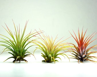 Set of 3 Air Plants - Tillandsia Ionantha Air Plants for Terrariums and Planters, Tillandsia Ionantha Guatemala, Terrarium Air Plants