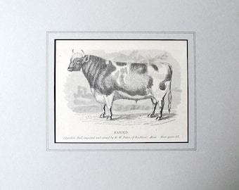 HAROLD! the BULL, Antique Wood Engraving, 1863, Southboro, Massachusetts, Ayrshire Bull