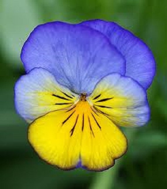 A 20 large bloomed pansy seeds MATRIX H MORPHEUS nice
