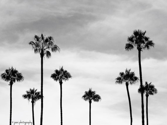 Retro California Photography Palm Tree Photo Minimalist Wall