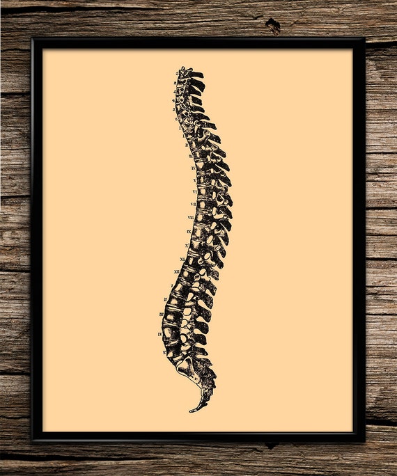 Vintage spine anatomy nervous system by UniquelyGiftedArt on Etsy