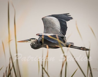 heron soft toy