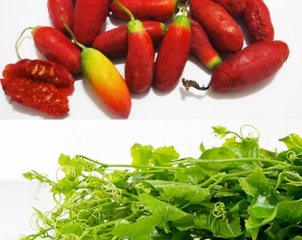 Fresh Heirloom Ivy Gourd Seeds, 2 in 1 Veggie+Herb, (Coccinia grandis, Tindora, baby watermelon, little gourd, gentleman's toes)