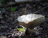 Wild Mushroom Photo, Mushroom Photography, Photo Large Muchroom, White Mushroom Print, Forest Photography, Forest Landscape, Forest Fine Art Wild Mushroom Photo, Mushroom Photography, Photo Large Muchroom, White Mushroom Print, Forest Photography, Forest Landscape, Forest Fine Art