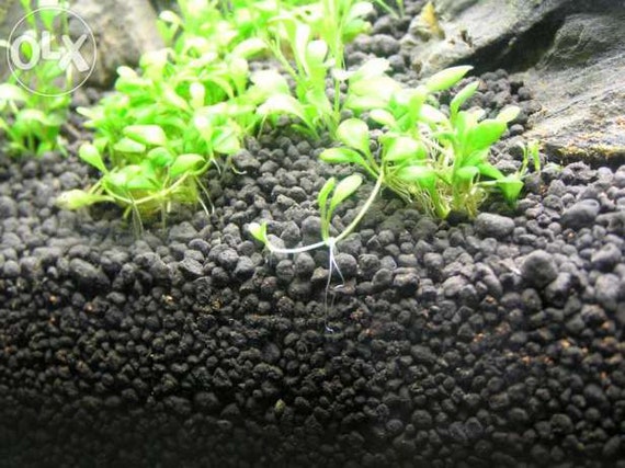 Aquarium Fish Tank Soil Plant Substrate by WelldoneStore on Etsy