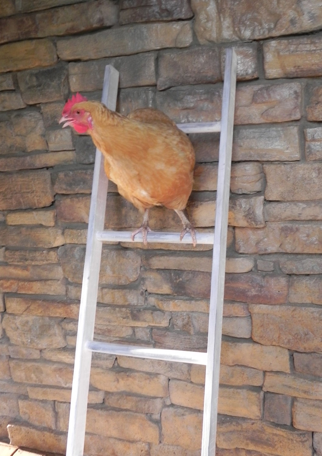 Perching Ladder Roosting LadderChicken Ladder LadderRustic