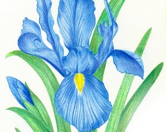 Oriental Lilly Flowers Nature Colored Pencil Drawing