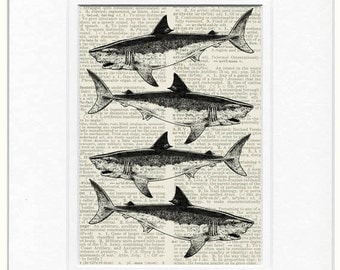 sharks dictionary page print