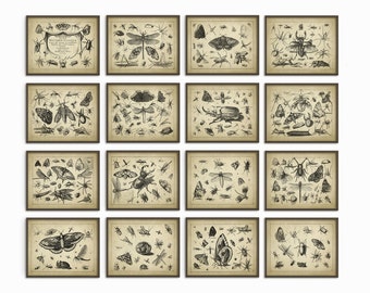 Insect Wall Art Poster Set Of 16 - Entomology Art Prints - Zoology Art Posters - Antique Book Plate Insect Art Prints - Home Decor (AB247)