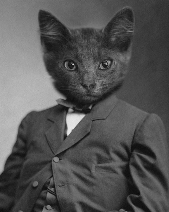 Dapper Cat in Suit 8x10 Print by HollyBabaDesigns on Etsy