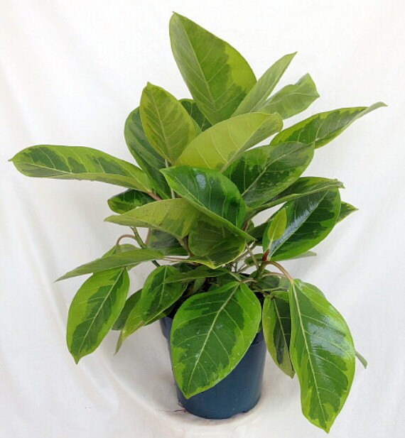Lemon Lime Rubber Tree Plant Ficus altissima 6 by HirtsGardens