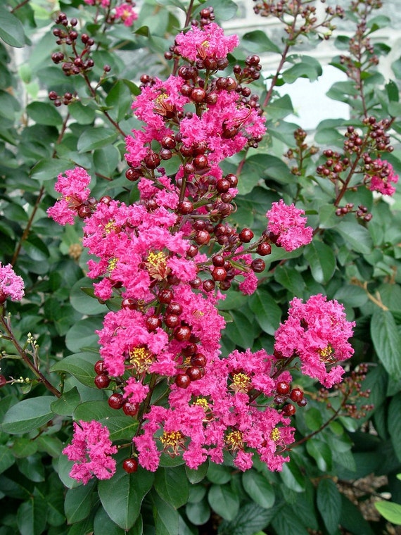 Pink Velour ® Crape Myrtle 4 pot Lagerstroemia by HirtsGardens