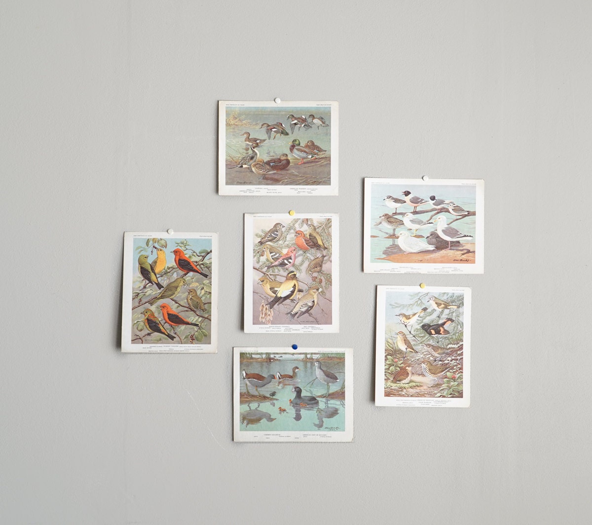 Vintage Bird Prints Natural History Lithograph Set of 6