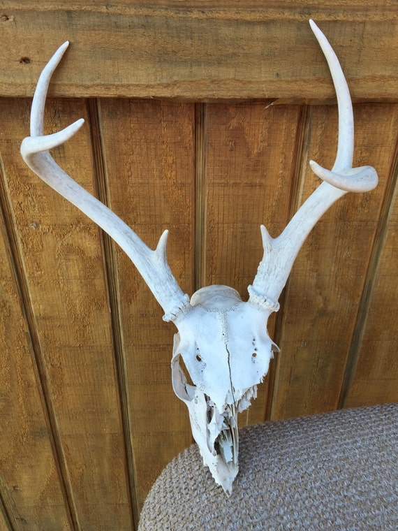 Deer Skull Rack Texas Hill Country Whitetail REAL by RJRanchTX