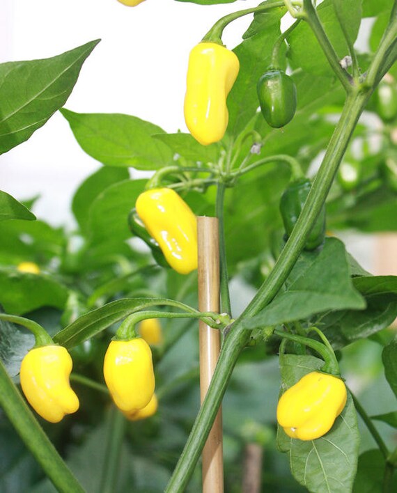 Habanero Yellow Big Sun Hot Pepper live plants 2 Pack