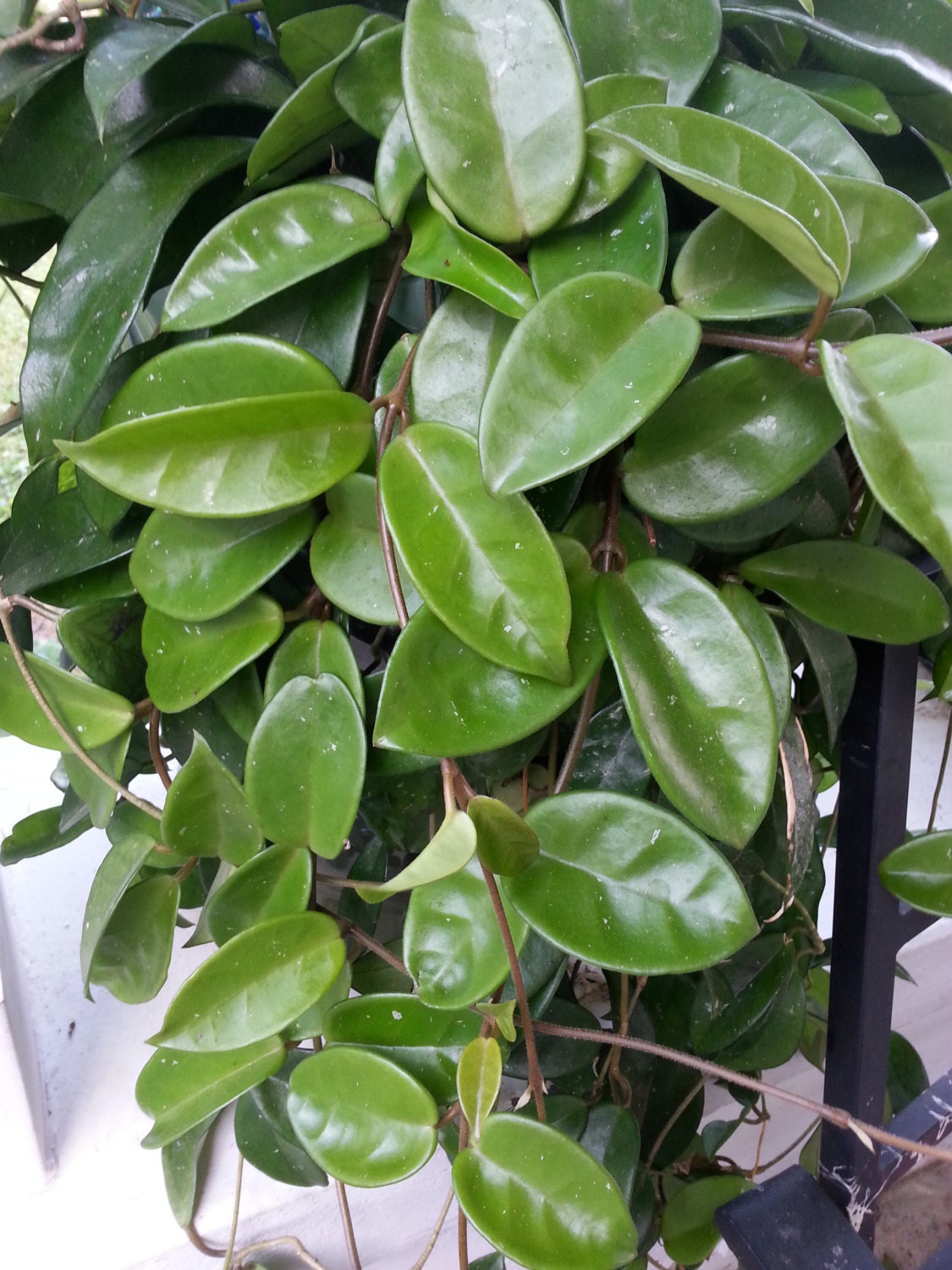 Live Tropical Trailing House Plant Hoya Carnosa blooms white