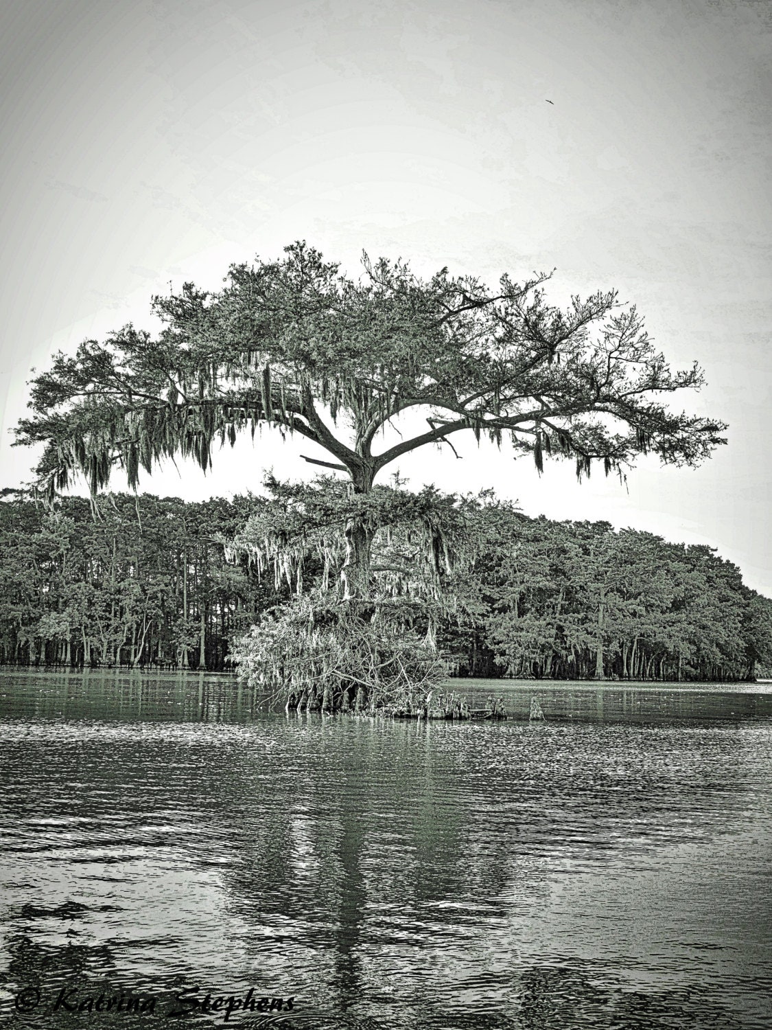 Bayou Beauty cypress trees bayou water Louisiana by CajunKatPhotos