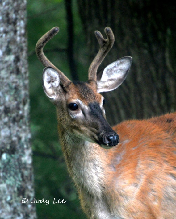 Deer Nature Photography North Carolina White Tail Deer