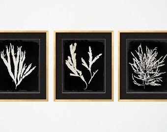 Navy Blue Wall Decor blue coral wall art navy blue coral print navy white wall Navy Blue Wall Decor blue coral wall art navy blue coral print navy white wall