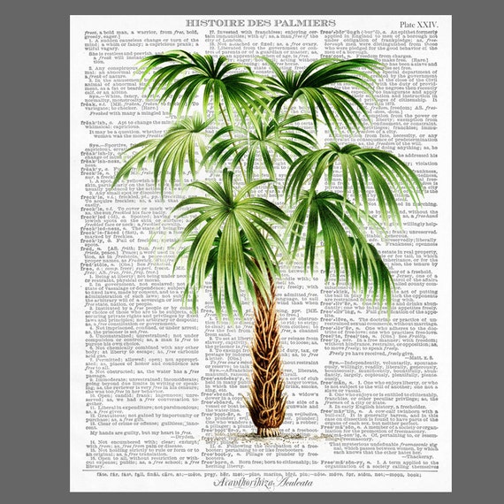 Tropical Palm Tree Print Palm Tree dictionary print