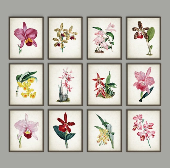 Antique Orchid Botanical Art Print Set Of 4