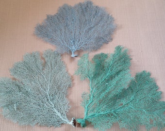 Beach Decor, Sea Fan Coral, 8"-10", Sea Fan, Sea Fans, Coastal Decor, Nautical Decor, Beach Wedding Decor