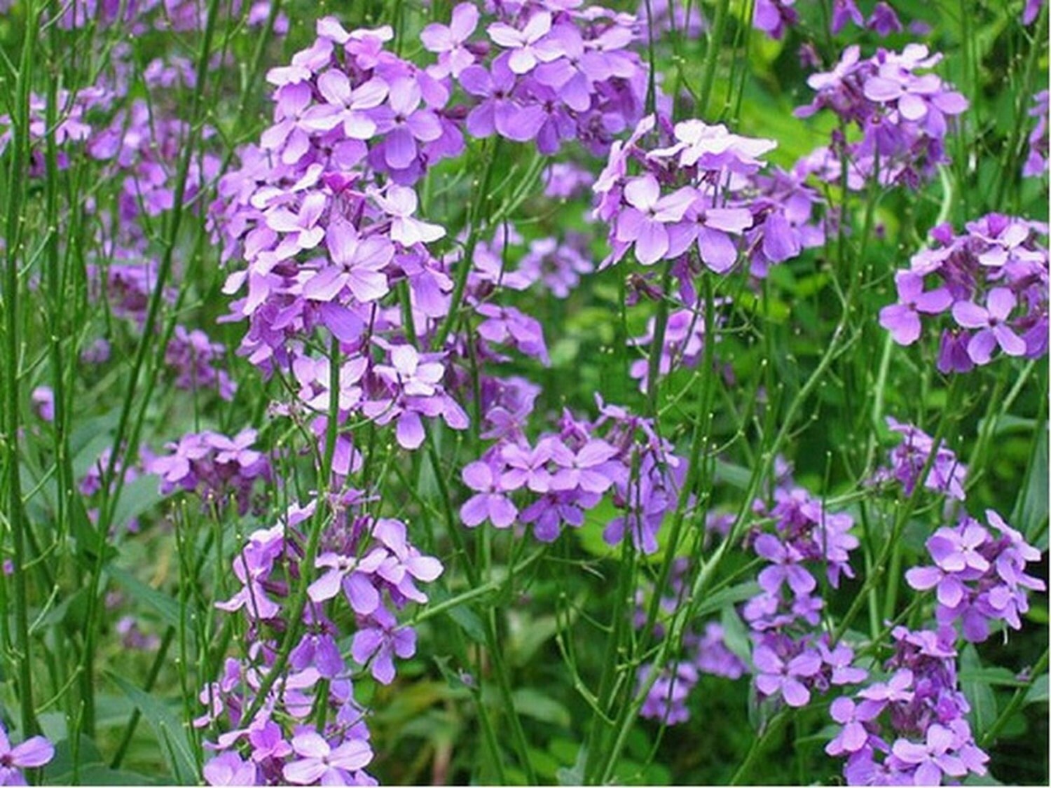 Dame's Rocket Hesperis Violet 500 seeds