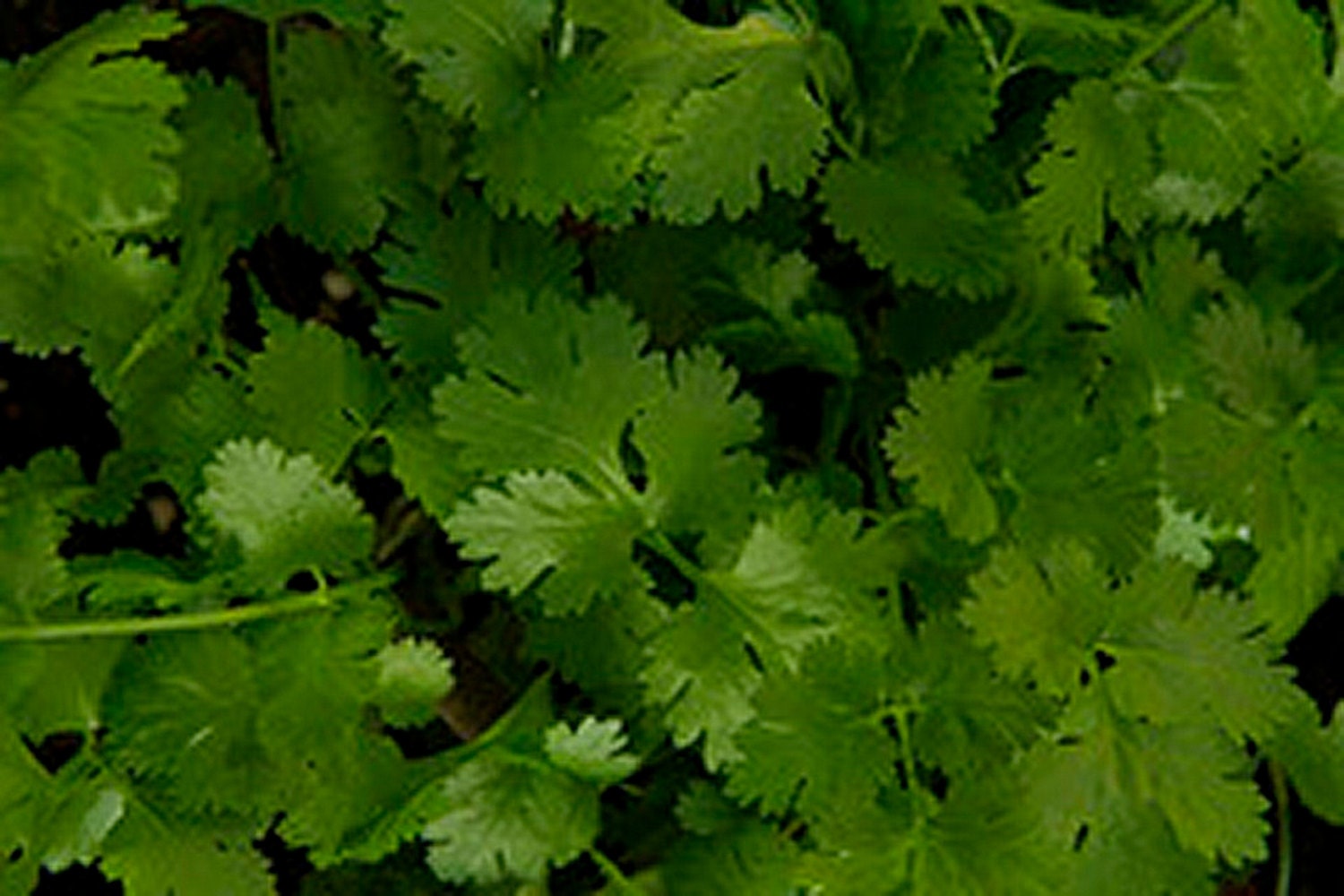 Cilantro Chinese Parsley Coriander 100 Seeds