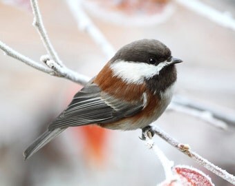 Nature Prints, Chickadee Print, Nature Photography, Chickadee Wall Art, Chickadee Photograph, Small Bird Art, Small Bird Photo,Nature Photos
