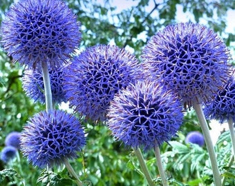 Globe Thistle Blue Flower Seeds (Echinops Ritro) 30+Seeds