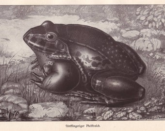 Antique frog print | Etsy