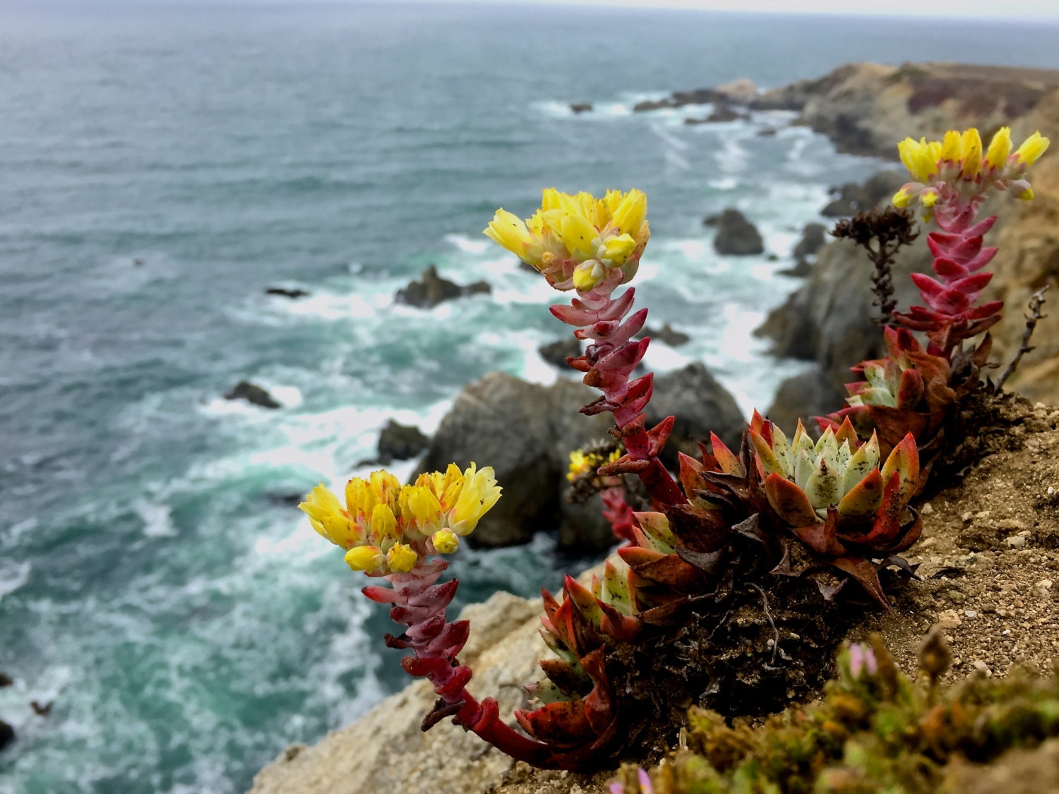 plant-life-along-the-coast-ocean-waves-plants-colors