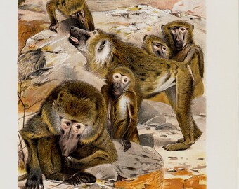1890 Antique fine MONKEY fine chromolithograph, baboons, papio, antique 125 years old gorgeous print