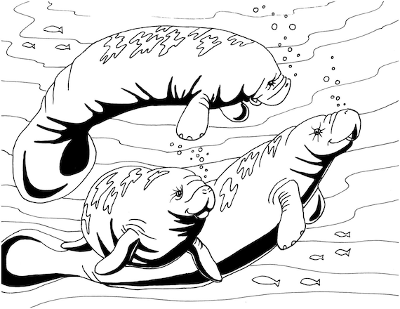 manatees coloring pages - photo #23