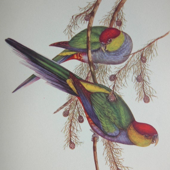 J. Gould Bird Art Lithograph by Sidney Z. Lucas Dover NJ No