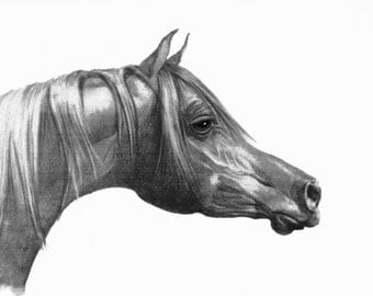 Pencil Horse Head Giclee, Arabian Horse Drawing, Head Drawing Print, Giclee Print