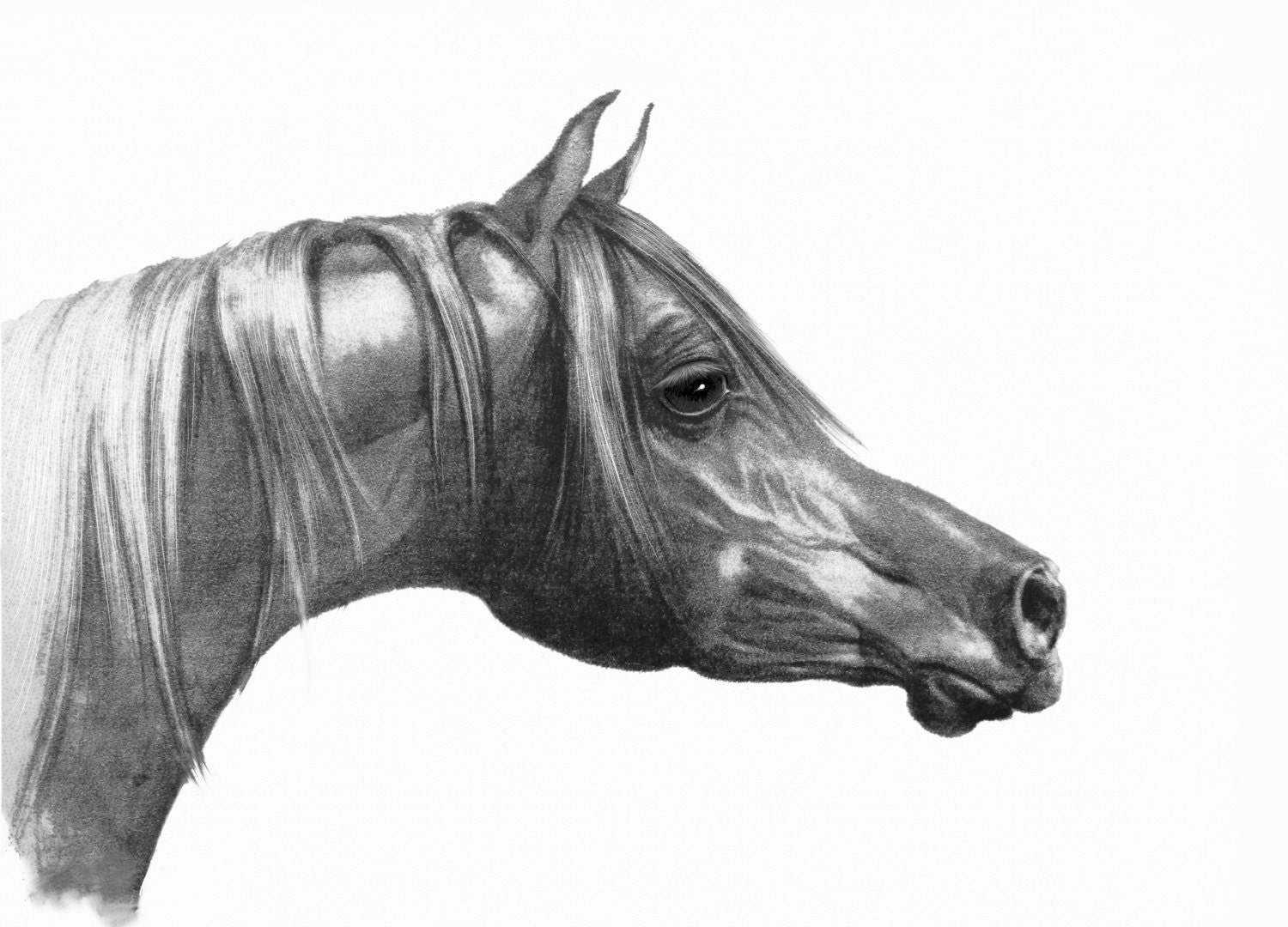 Pencil Horse Head Giclee Arabian Horse Drawing Head Drawing
