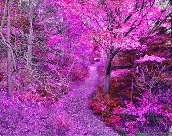 Fine Art Photography, Fantasy Wall Print, Autumn Leaves, Fall Wall Art, Purple Pink Leaves, Home Office Decor, Kitchen Wall, Mudroom Decor