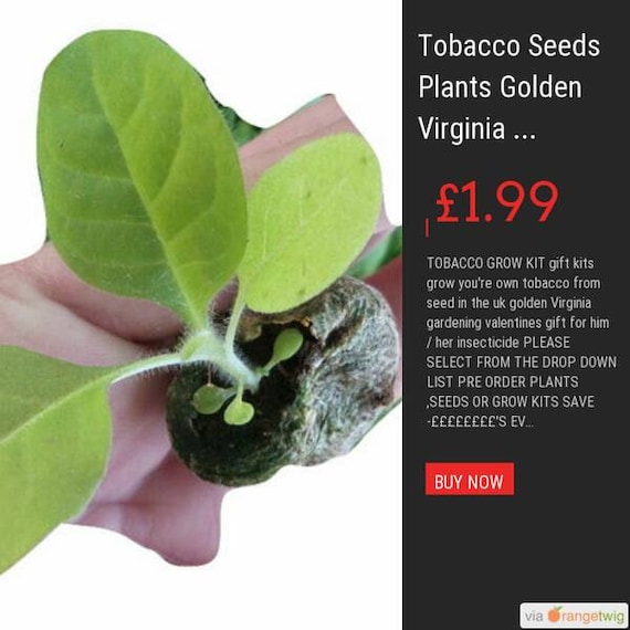 Tobacco Seeds Plants golden virginia 100% organically grown Nicotania grow you're own #tobacco from seed in the uk gardening #plugplants