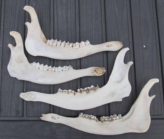 All-Natural Weathered Elk Jaw Bones - From mountains of NM. Unbleached ...