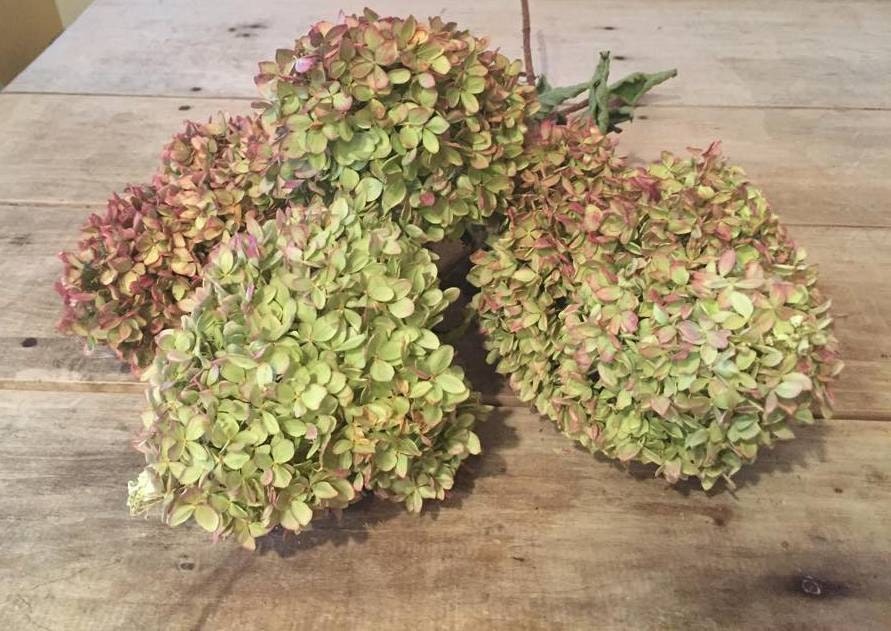 Dried Limelight Hydrangea Bunch / Dried Hydrangea Bouquet